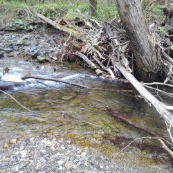 雨の渓流ミノーイング